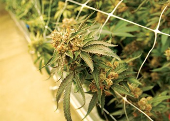 Missouri’s Marijuana Legalization Efforts Should Learn From the Legal Hemp Industry