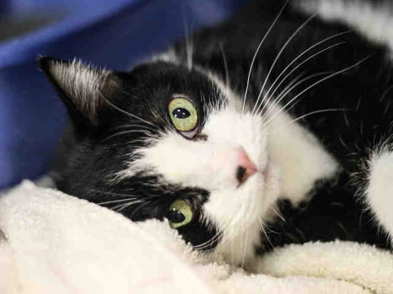 George
8 years old
Black and white Domestic Shorthair