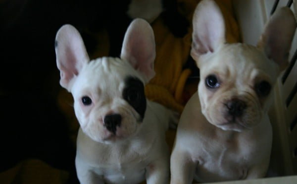 Two French bulldogs — though these two have likely never been the object of a police undercover buy.
