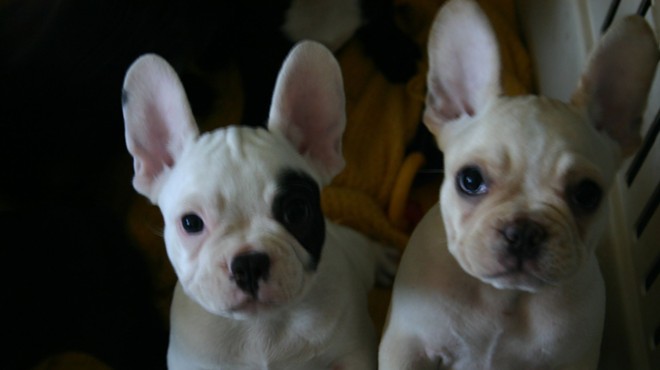 Two French bulldogs — though these two have likely never been the object of a police undercover buy.