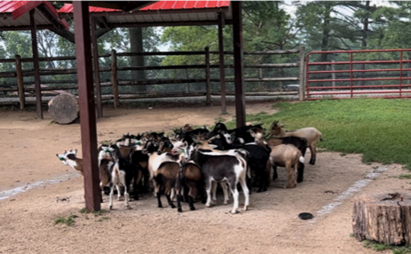 VIDEO: Grant’s Farm Goats Scream Their Heads Off When it Starts to Rain