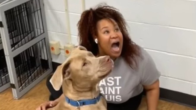 VIDEO: Humans Lose Hot Dog Contest Against St. Louis Shelter Dogs in Viral TikTok