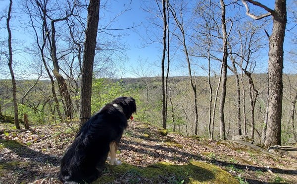 A dog looks over an overlook at Babler Memorial State Park.
