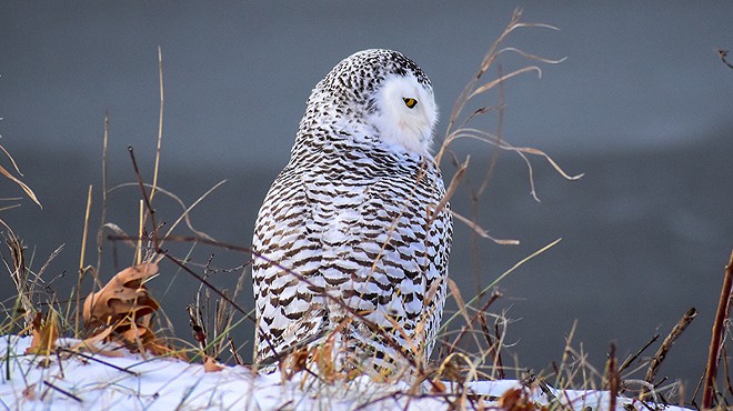 Snowy owls (like this one photographed in Michigan) make rare trips south in search of food.